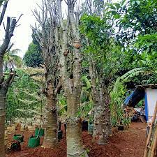 Jual Pohon Baobab