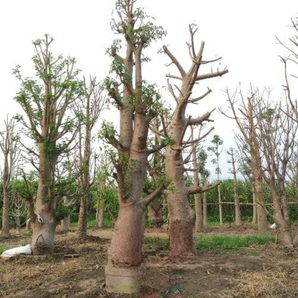 jual pohon baobab