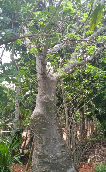 jual pohon baobab