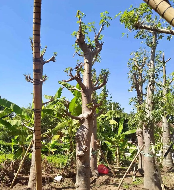 jual pohon baobab