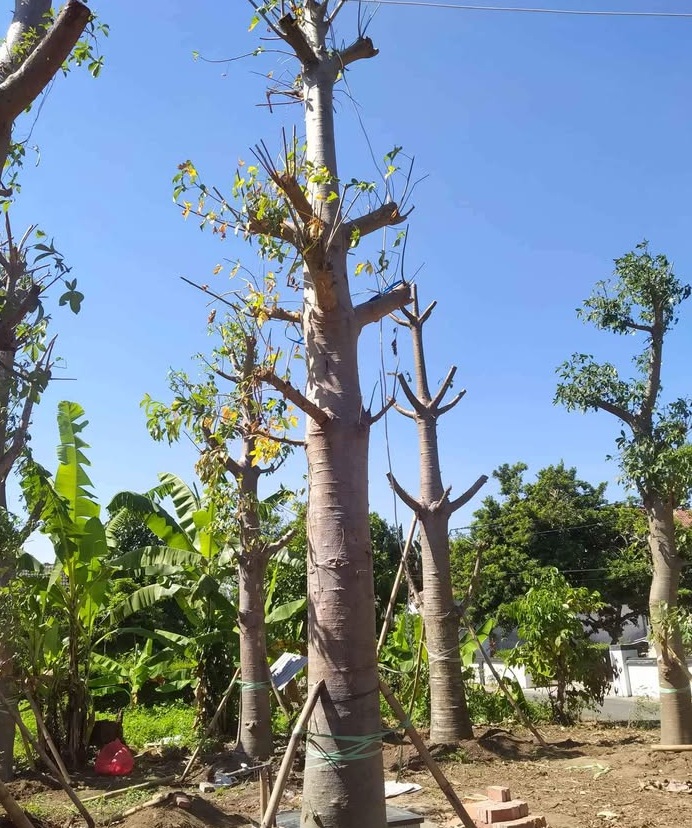 jual pohon baobab