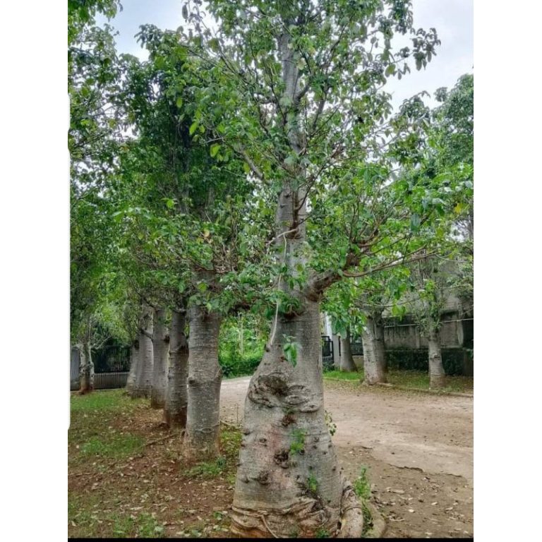 jual pohon baobab