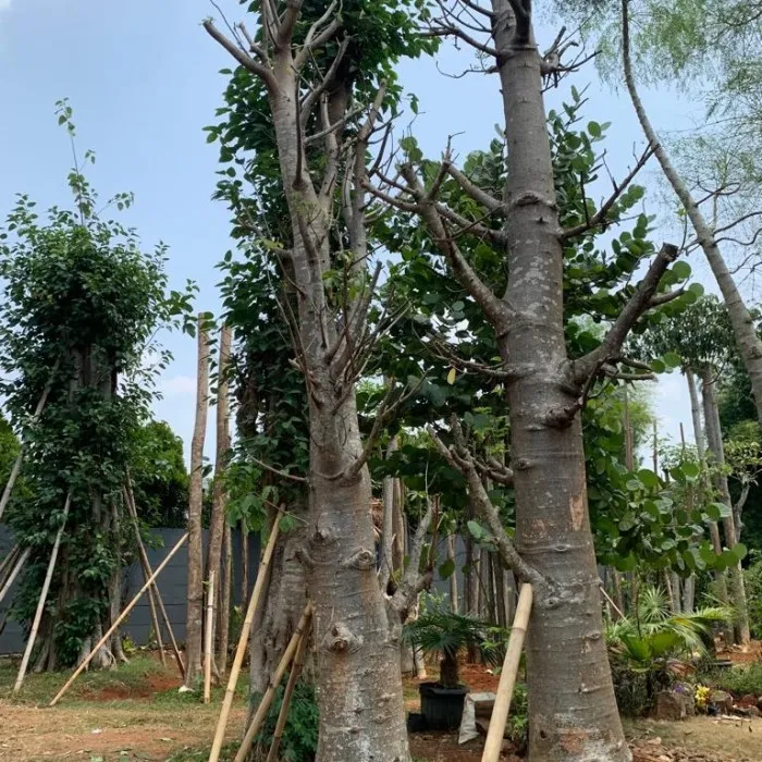 jual pohon baobab