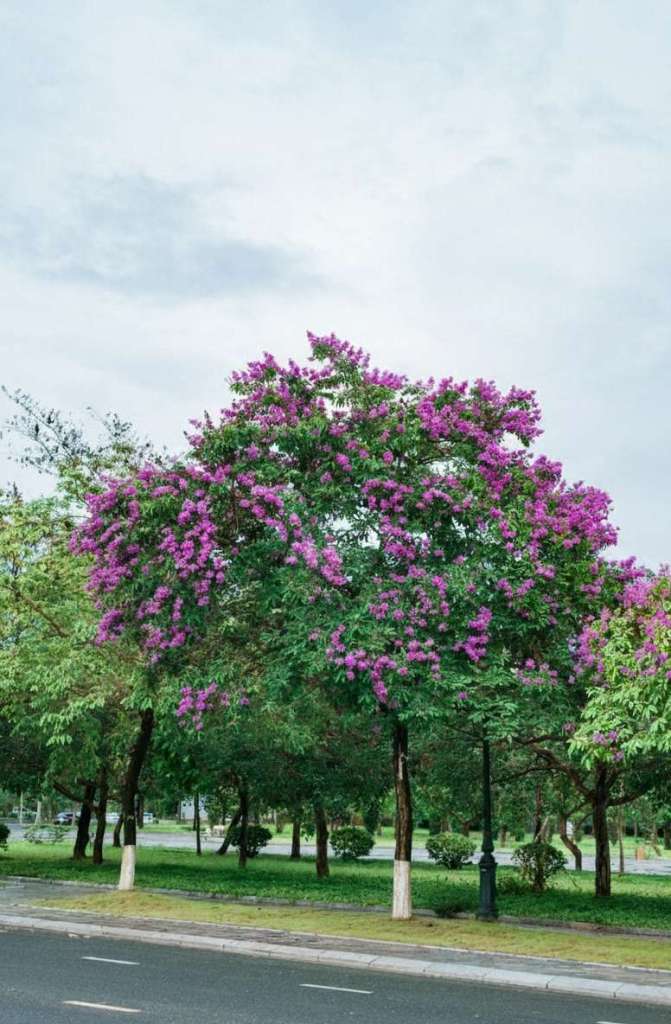 Jual Pohon Bungur Tinggi 5 Meter