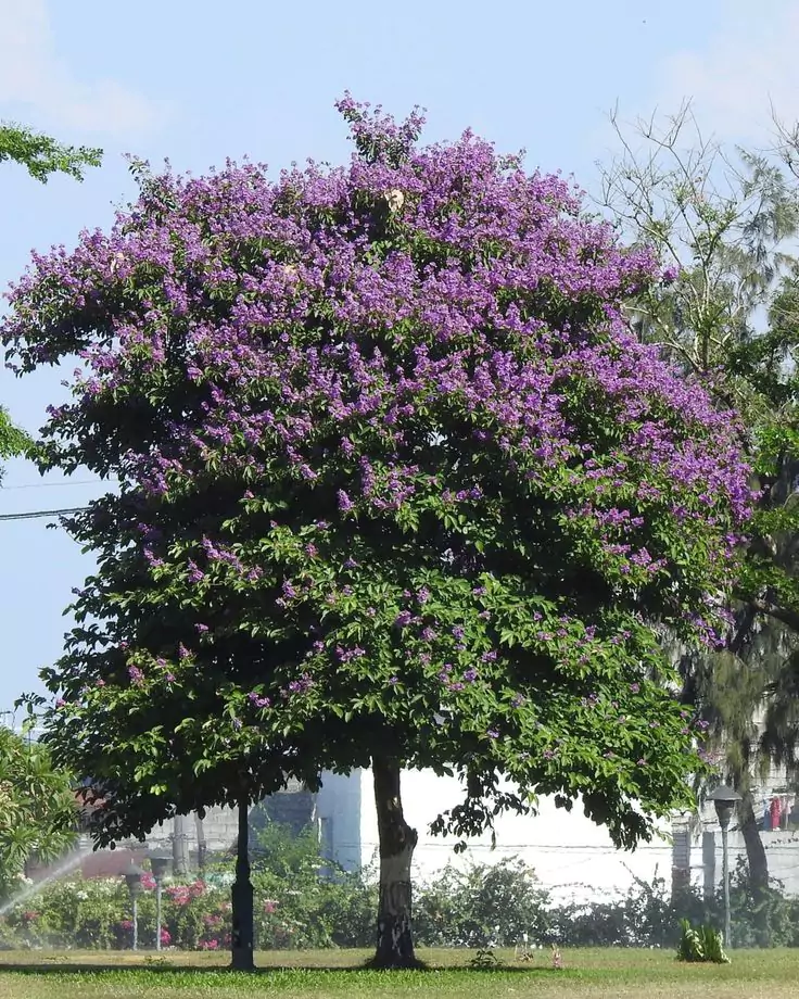 Jual Pohon Bungur Tinggi 6 Meter