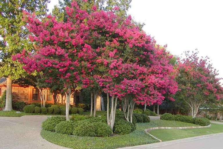 Jual Pohon Bungur di Jakarta