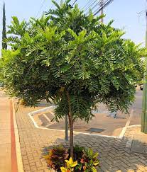 Jual Pohon Kiara Payung Tinggi 4 Meter