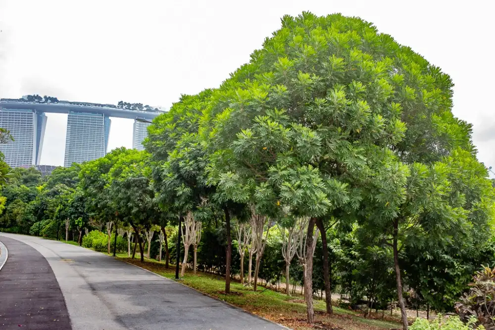 Jual Pohon Kiara Payung Tinggi 5 Meter