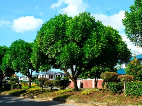 Jual Pohon Kiara Payung Tinggi 6 Meter