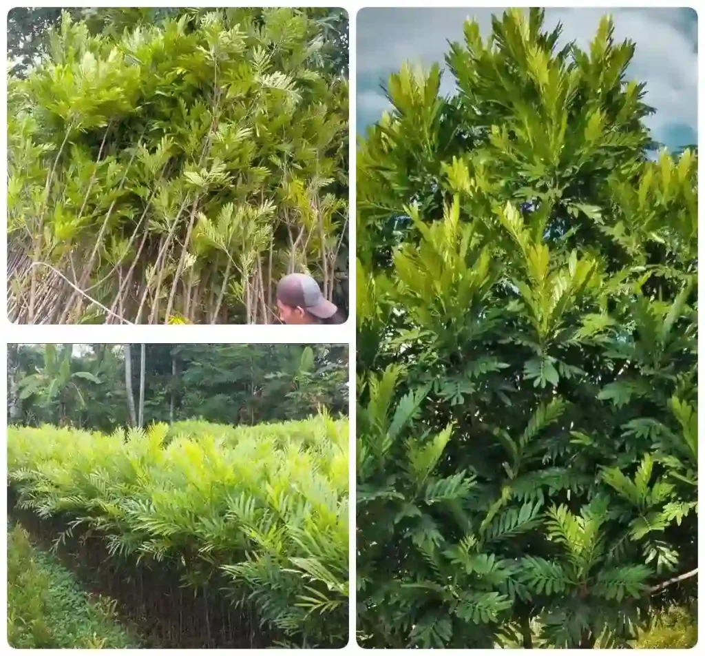 Jual Pohon Kiara Payung di Jakarta