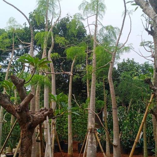Jual Pohon Moringa Afrika Jakarta Barat