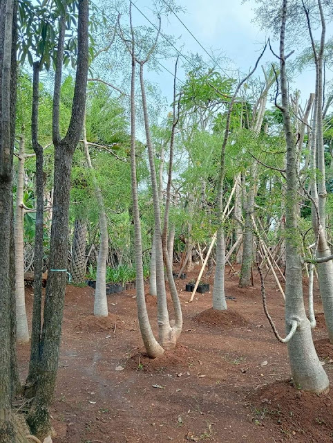 Jual Pohon Moringa Afrika Jakarta Pusat