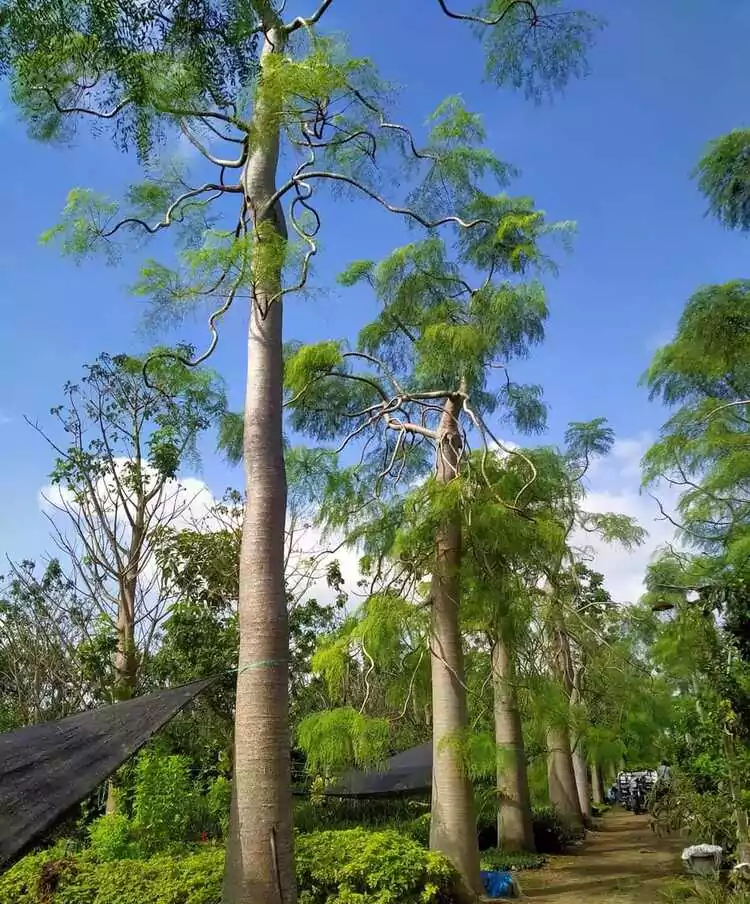 Jual Pohon Moringa Afrika Jakarta Timur