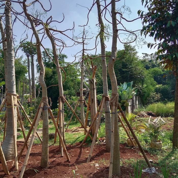Jual Pohon Moringa Afrika Jakarta Utara