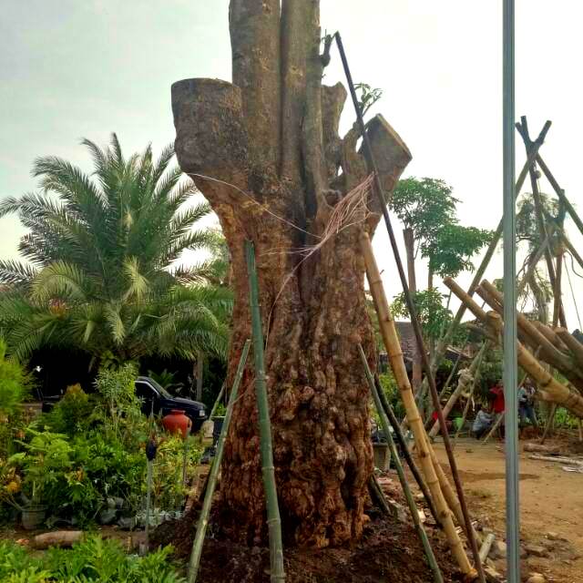 Jual Pohon Pule Bandung