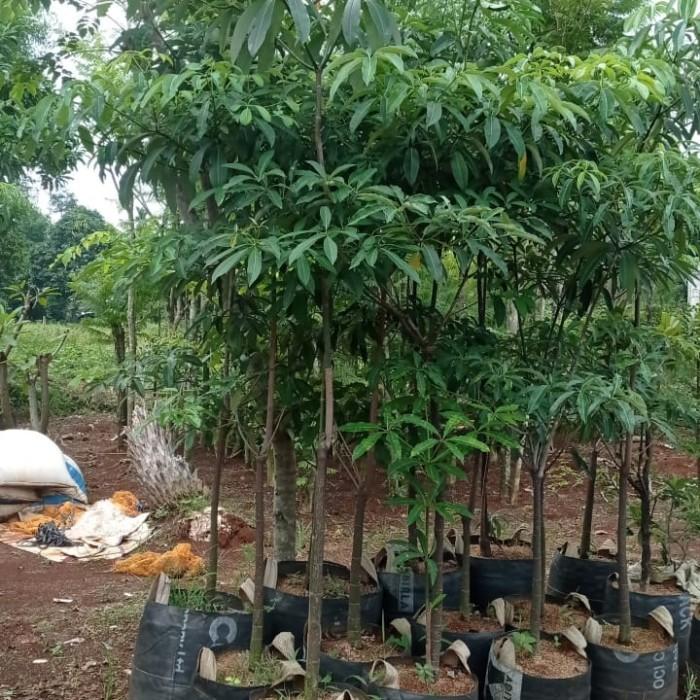 Jual Pohon Pule Tangerang Selatan 2