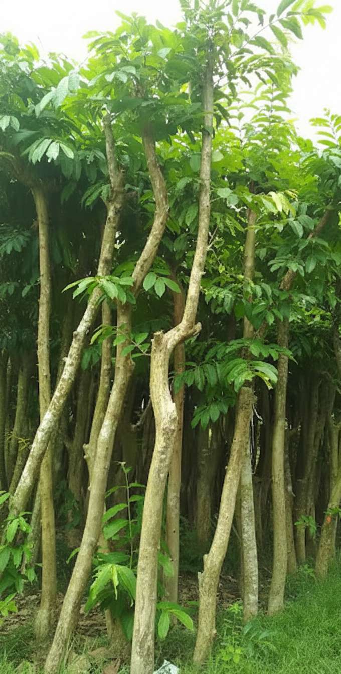 jual pohon bungur tinggi 1 meter