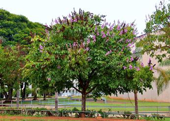 jual pohon bungur tinggi 4 meter