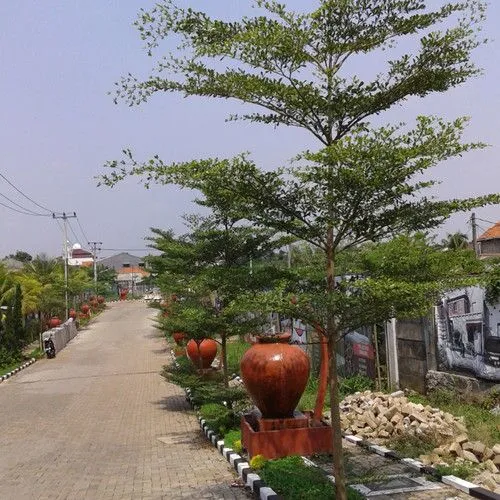 jual pohon ketapang kencana tinggi 2 meter