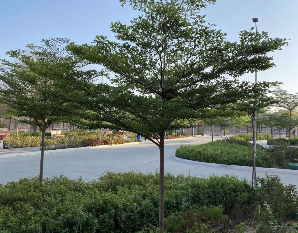 jual pohon ketapang kencana tinggi 6 meter