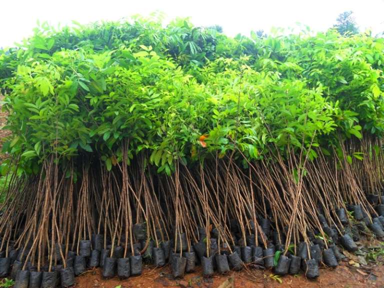 jual pohon mahoni tinggi 1 meter