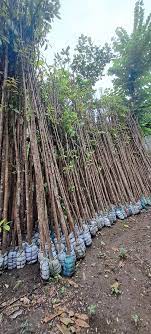 jual pohon mahoni tinggi 2 meter