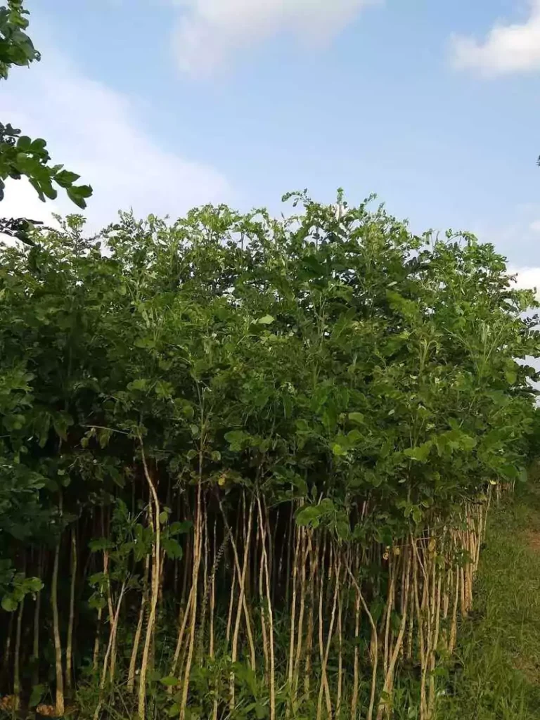 jual pohon trembesi tinggi 1 meter