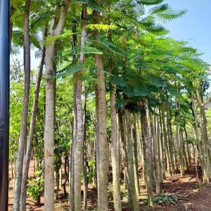 jual pohon trembesi tinggi 4 meter