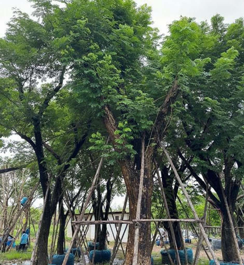 jual pohon trembesi tinggi 5 meter