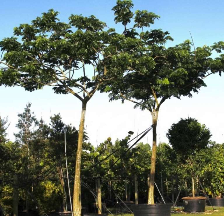 jual pohon trembesi tinggi 6 meter