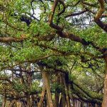 Jual Pohon Banyan 1