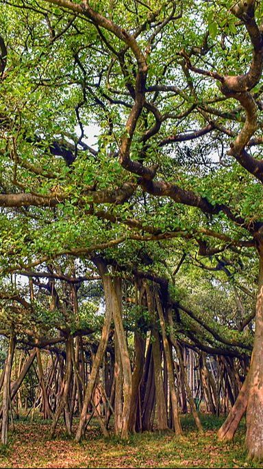 Jual Pohon Banyan Tinggi 2 Meter