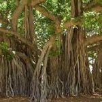 Jual Pohon Banyan
