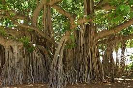 Jual Pohon Banyan Tinggi 2 Meter