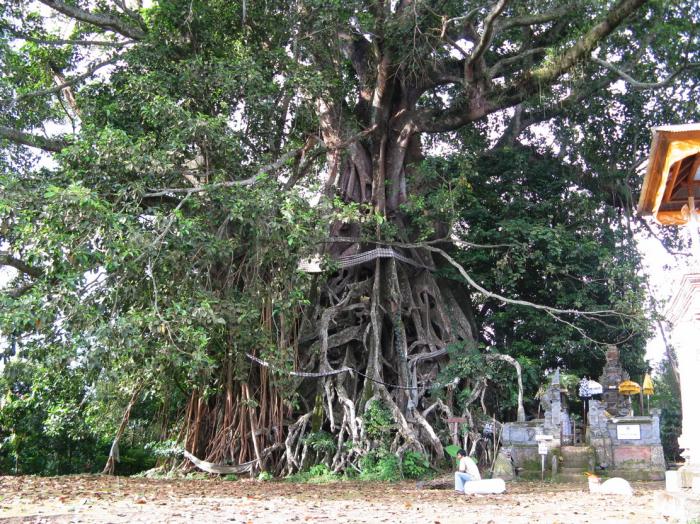 Jual Pohon Banyan Tinggi 2 Meter