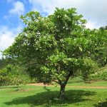 Jual Pohon Bintaro 1