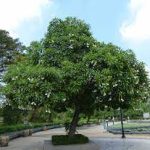Jual Pohon Bintaro 1