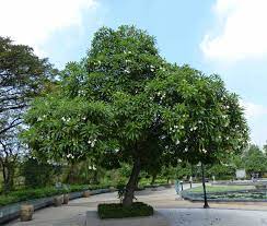 Jual Pohon Bintaro Tinggi 2 Meter