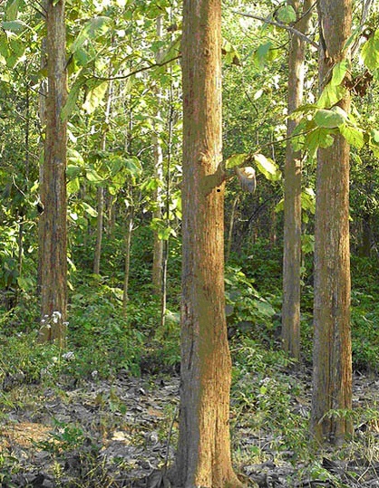 Jual Pohon Cendana 5