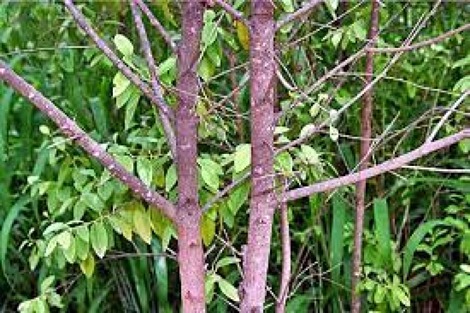 Jual Pohon Cendana Tinggi 5 Meter