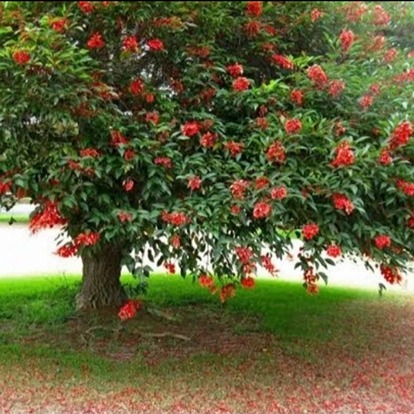 Jual Pohon Dadap Merah Tinggi 4 Meter