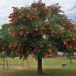 Jual Pohon Dadap Merah Tinggi 4 Meter