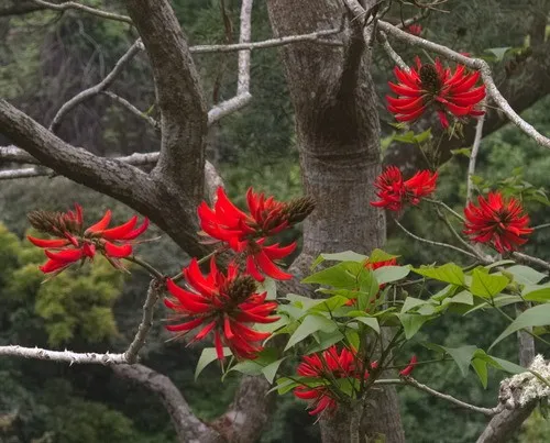 Jual Pohon Dadap Merah Tinggi 4 Meter