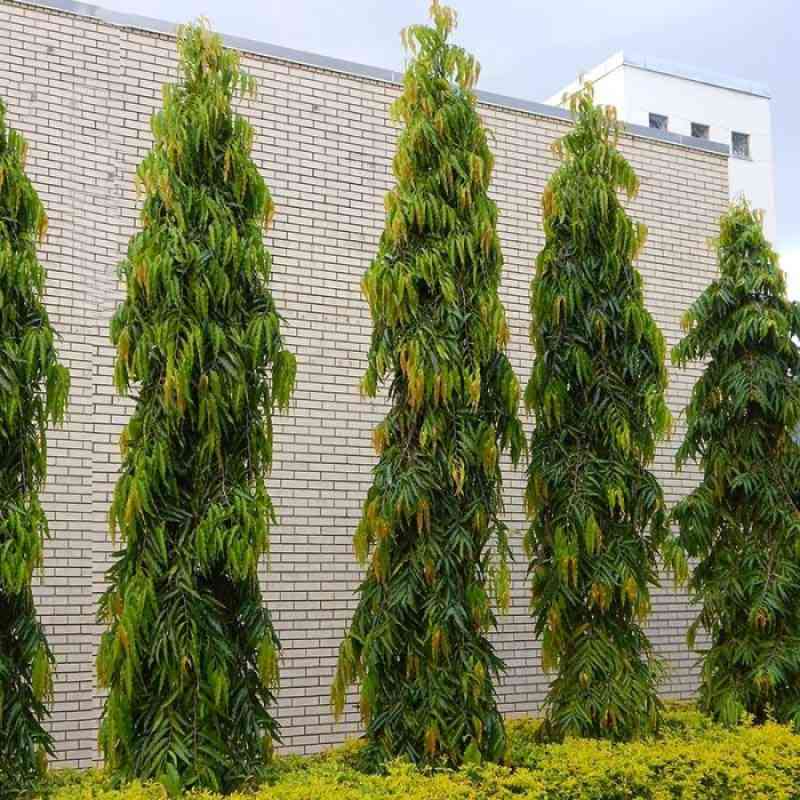 Jual Pohon Glodokan Tiang