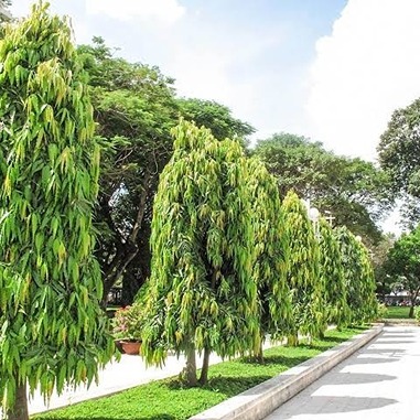 Jual Pohon Glodokan Tiang