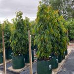 Jual Pohon Glodokan Tiang