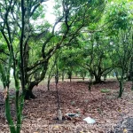 Jual Pohon Kenari 1