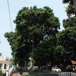 Jual Pohon Kenari 1