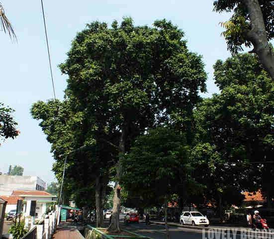 Jual Pohon Kenari Tinggi 2 Meter