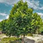 Jual Pohon Kiara Payung